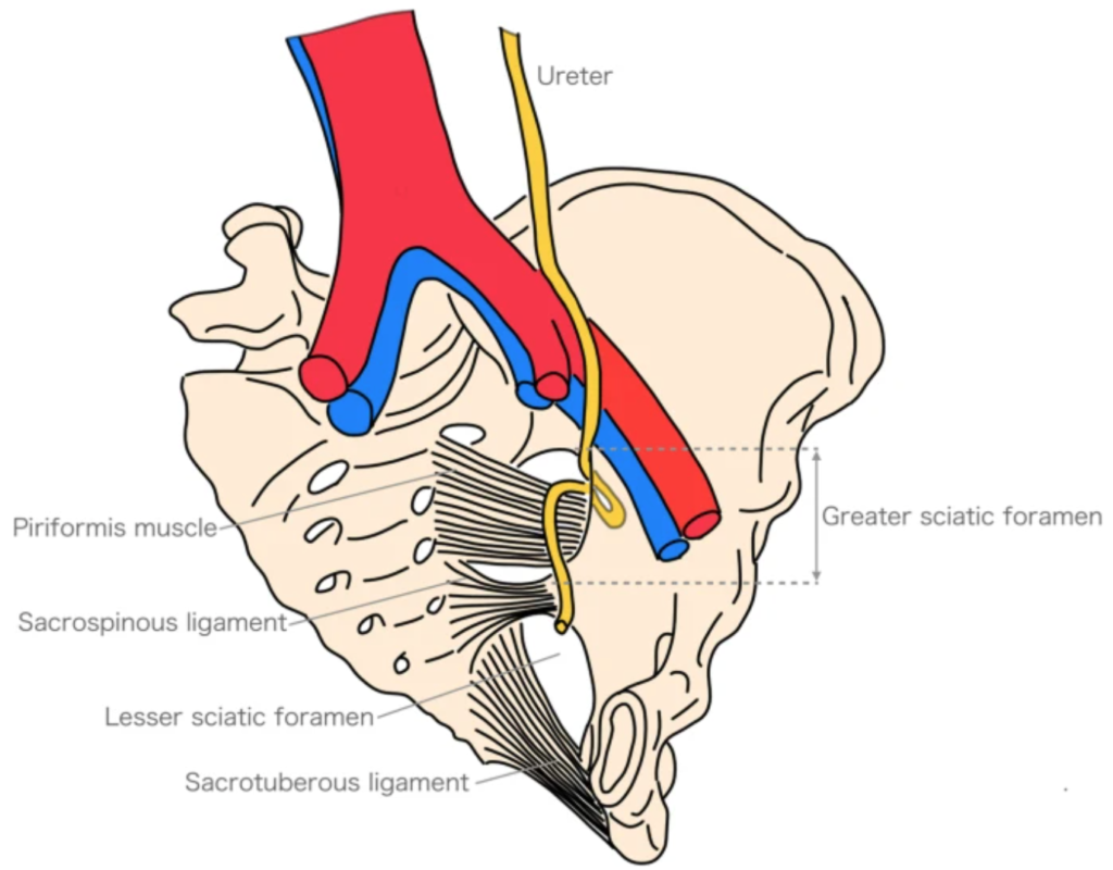 Greater / Lesser sciatic foramen